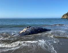 gray whale in shallow water