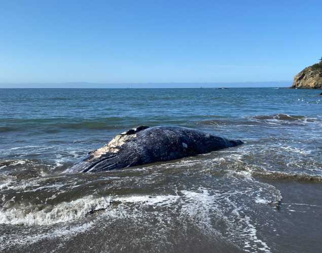 gray whale in shallow water