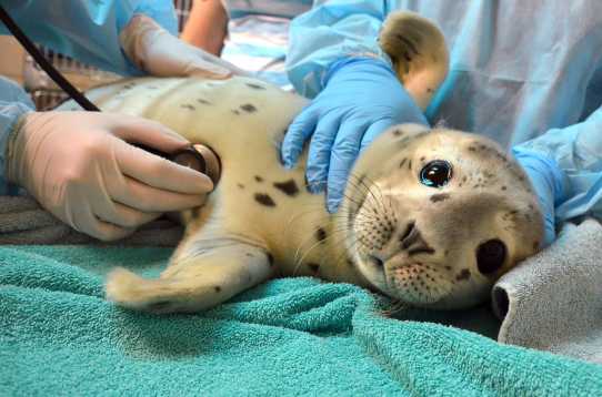 harbor seal pup Bogey examined by veterinarians