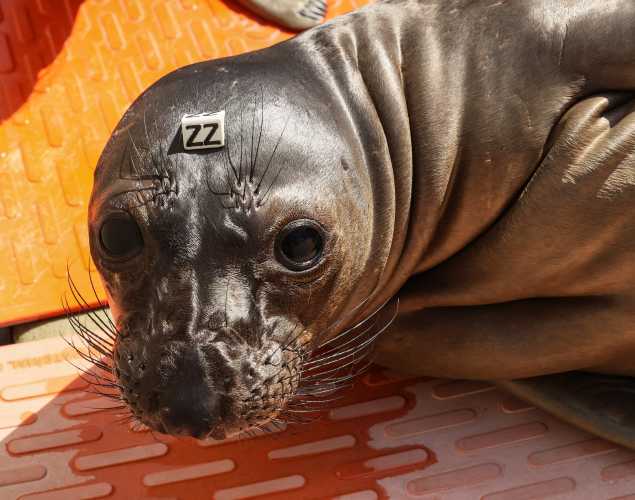 northern elephant seal Reedy