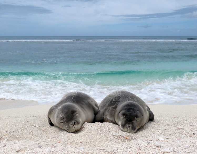 Two Hawaiian monk seals rest on a sandy beach.