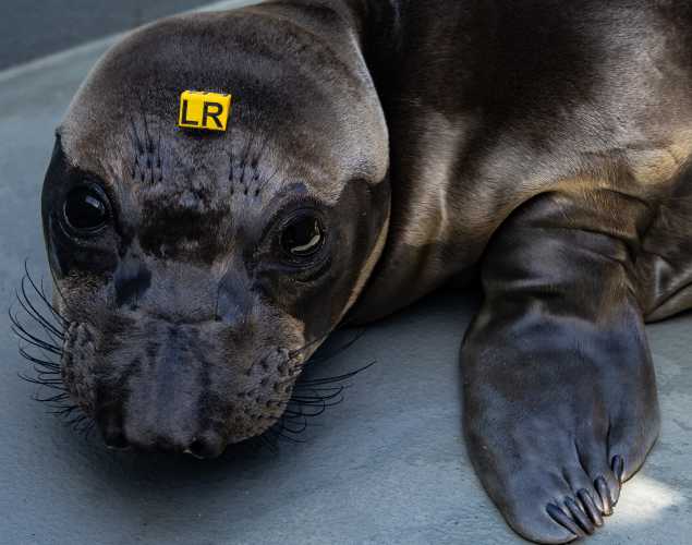 northern elephant seal Lynyrd
