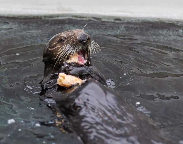 Sea Otter Yankee Doodle