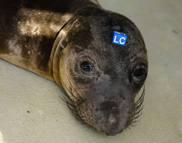 northern elephant seal Chansen
