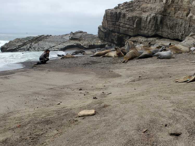 A veterinary technician approaches an elephant seal on a beach with a syringe on an extended pole.