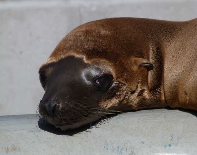 California sea lion Ain