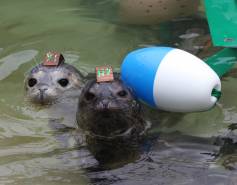 two harbor seals play with a kelp buoy enrichment item