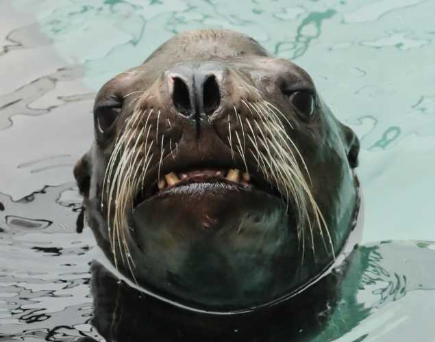 California sea lion Yosemite