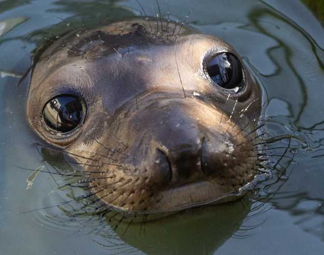 northern elephant seal Origami