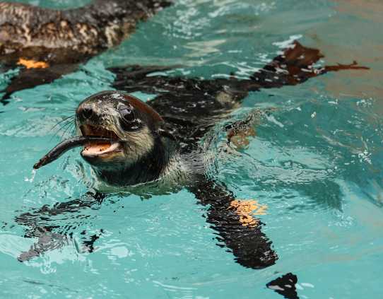 northern fur seal Dracula
