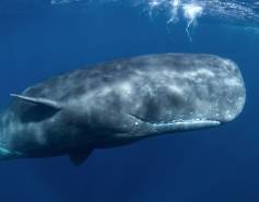 sperm whale