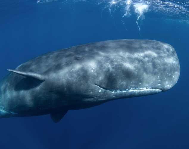 sperm whale