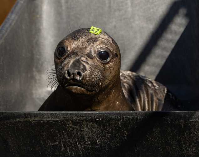 elephant seal pup