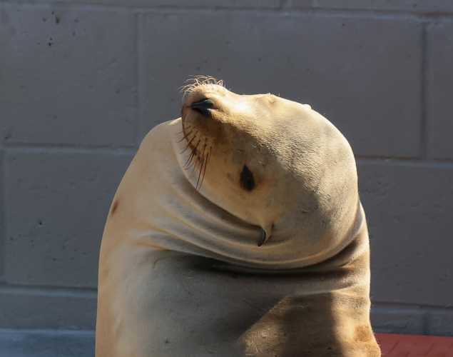 California sea lion Enoki