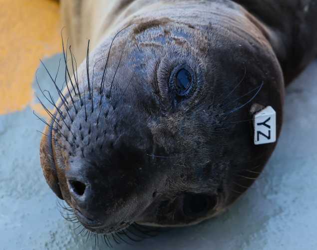 northern elephant seal Foundit