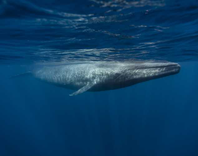 blue whale