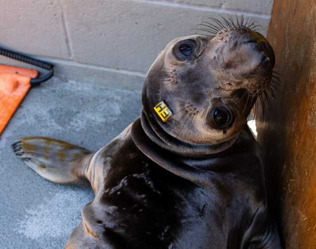 Northern elephant seal pup