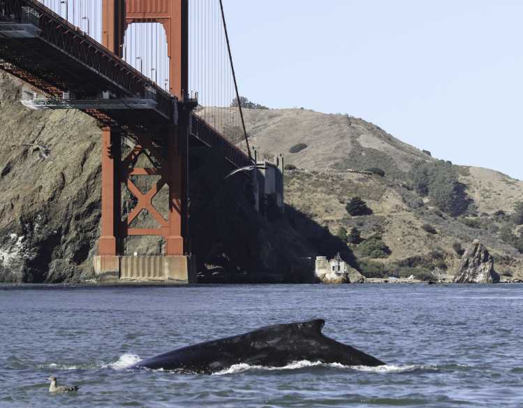 humpback whale surfaces below the Golden Gate Bridge