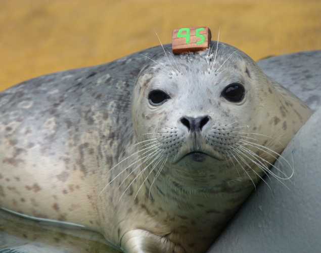 harbor seal Maddelena