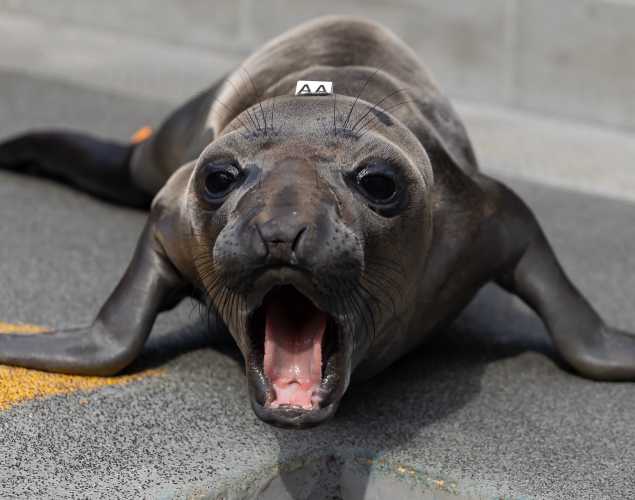 northern elephant seal Aine