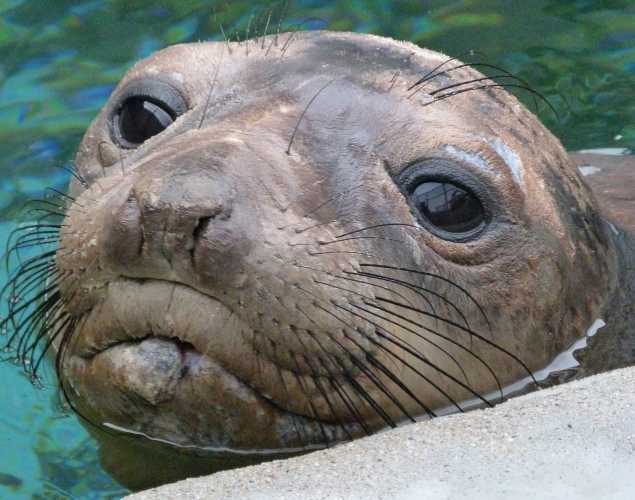 elephant seal Umbrella