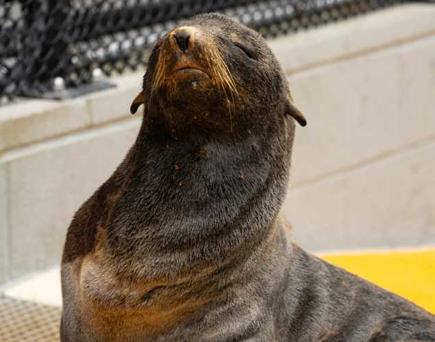 fur seal named ghosty