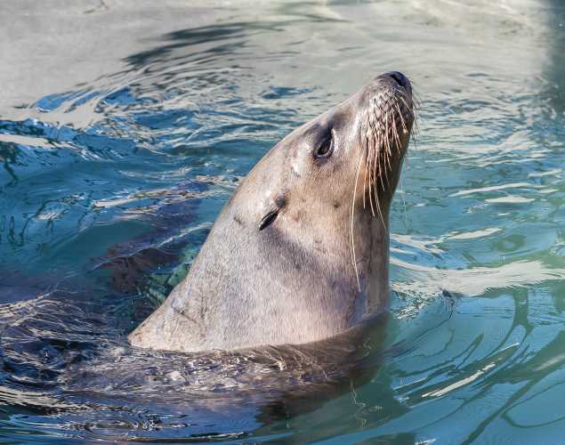 California sea lion Pammysue