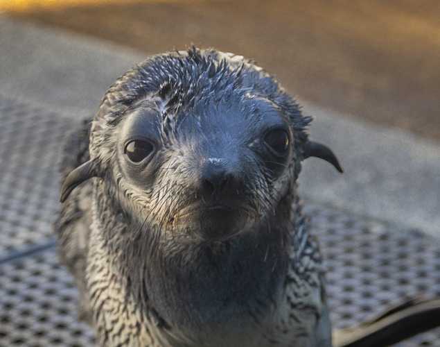 northern fur seal Fiore
