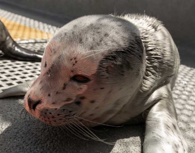 harbor seal pup heard