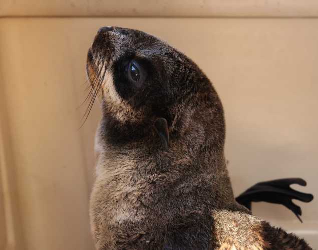 northern fur seal Twostep
