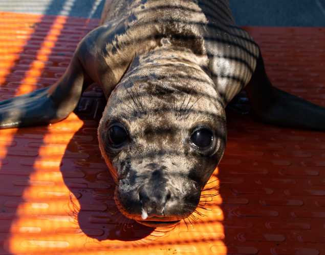 northern elephant seal Speedy
