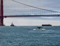 humpback swimming under golden gate bridge with ships