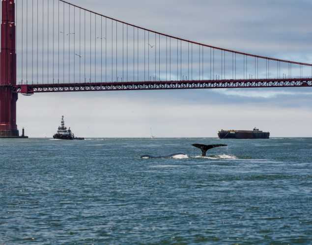 humpback swimming under golden gate bridge with ships