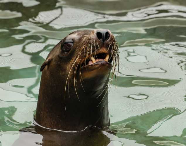 California sea lion Jacob