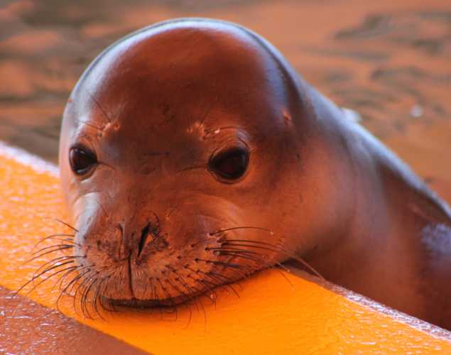 Hawaiian monk seal Hālaʻi