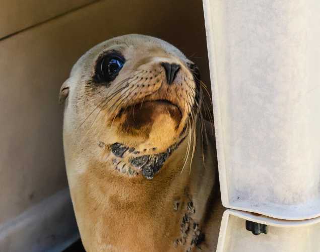 California sea lion Mineral