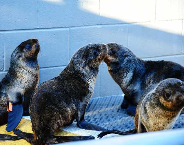 group of northern fur seals
