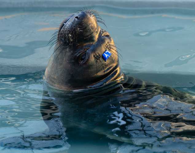 northern elephant seal Lucysky