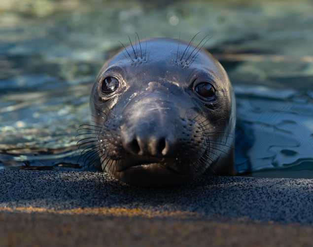 northern elephant seal Ube