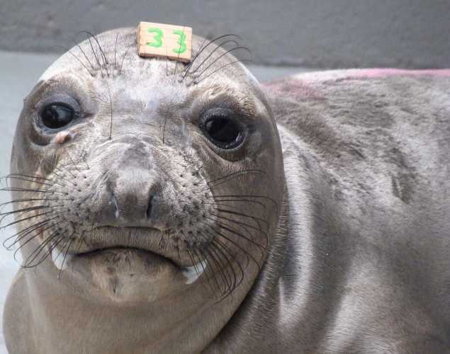 northern elephant seal Amrita