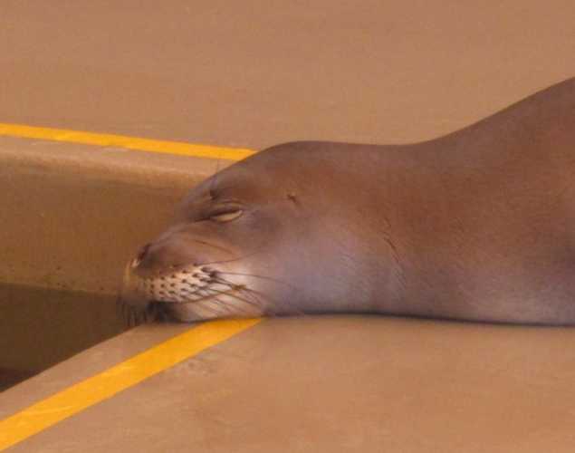 Hawaiian monk seal Makoa sleeping