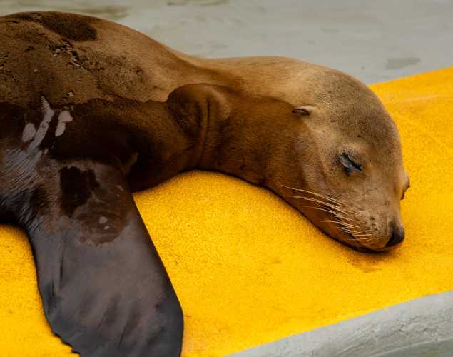 California sea lion Netplay