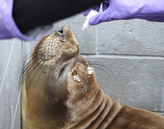 Eyedrops are applied to the eye of northern elephant seal patient Solar