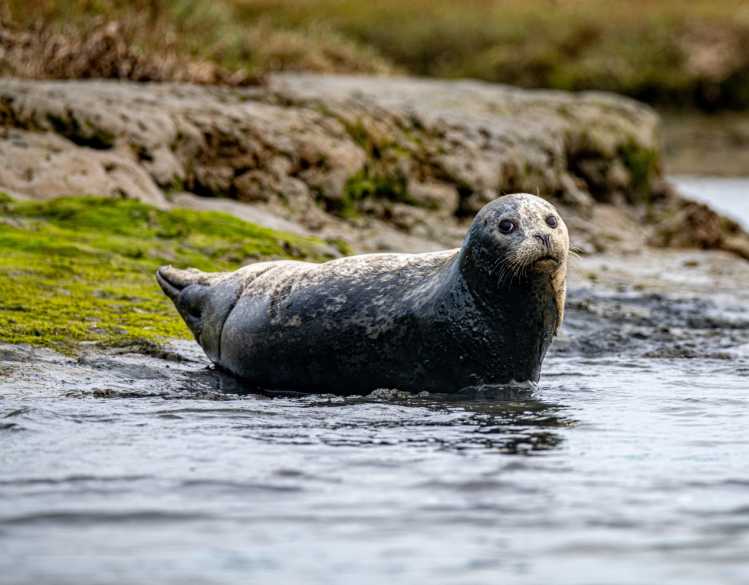A harbor seal rests in shallow water along a rocky beach.