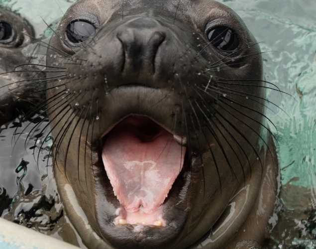 northern elephant seal Molasses