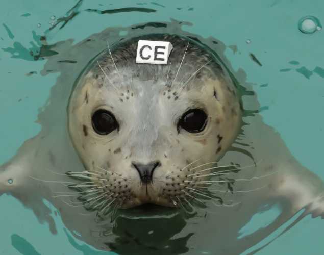 harbor seal Ehlow
