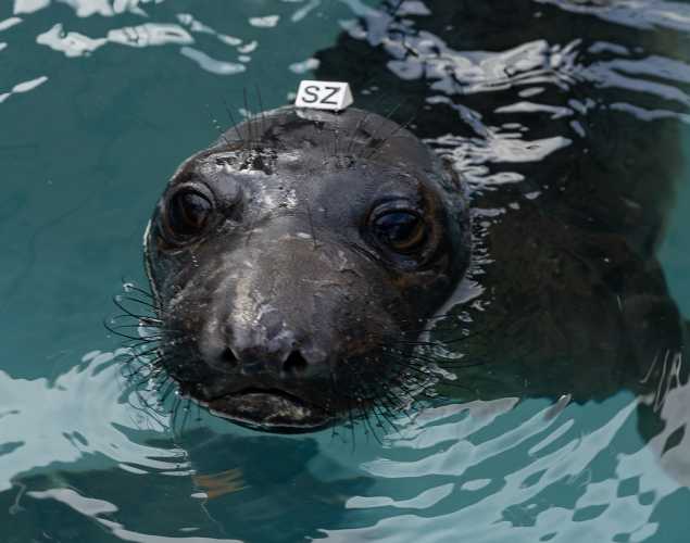 northern elephant seal Shoresy