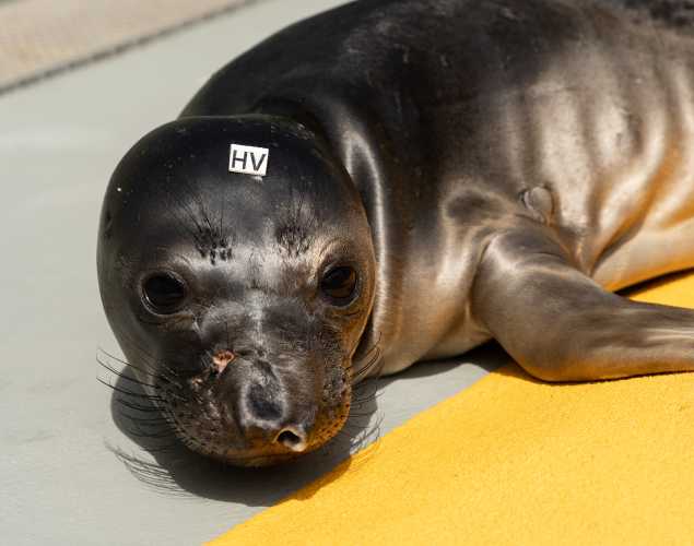 northern elephant seal Hastings