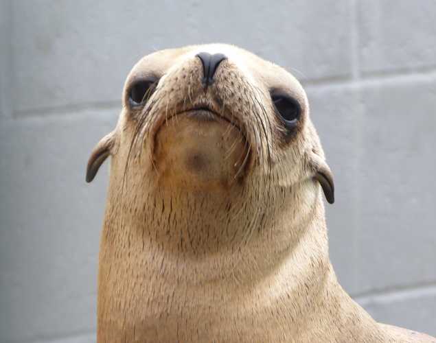 California sea lion Maica