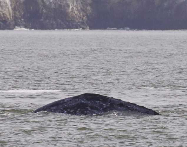 gray whale barely visible above the water